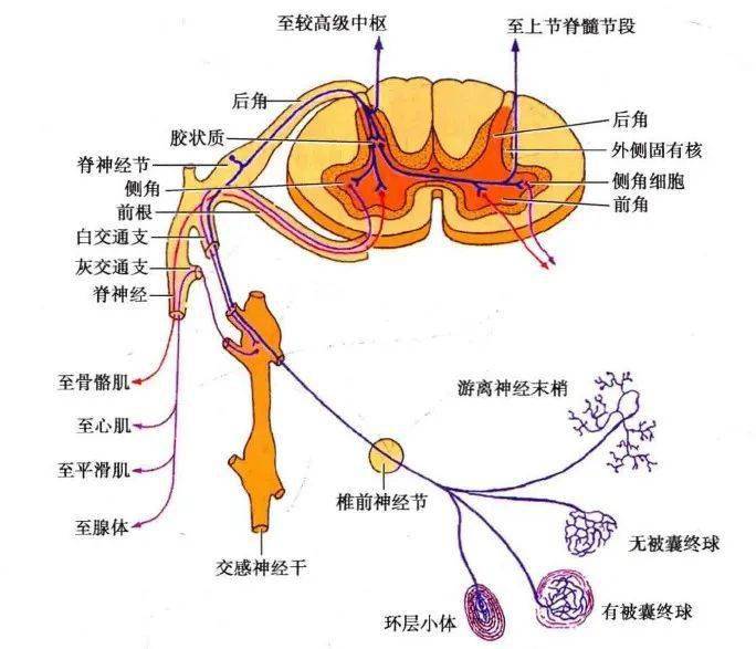 这些内脏传入冲动进入脊髓后,可经联络神经元与反射弧的传出神经元