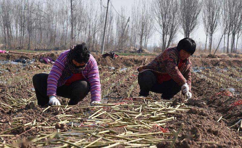 杞柳之乡插苗忙