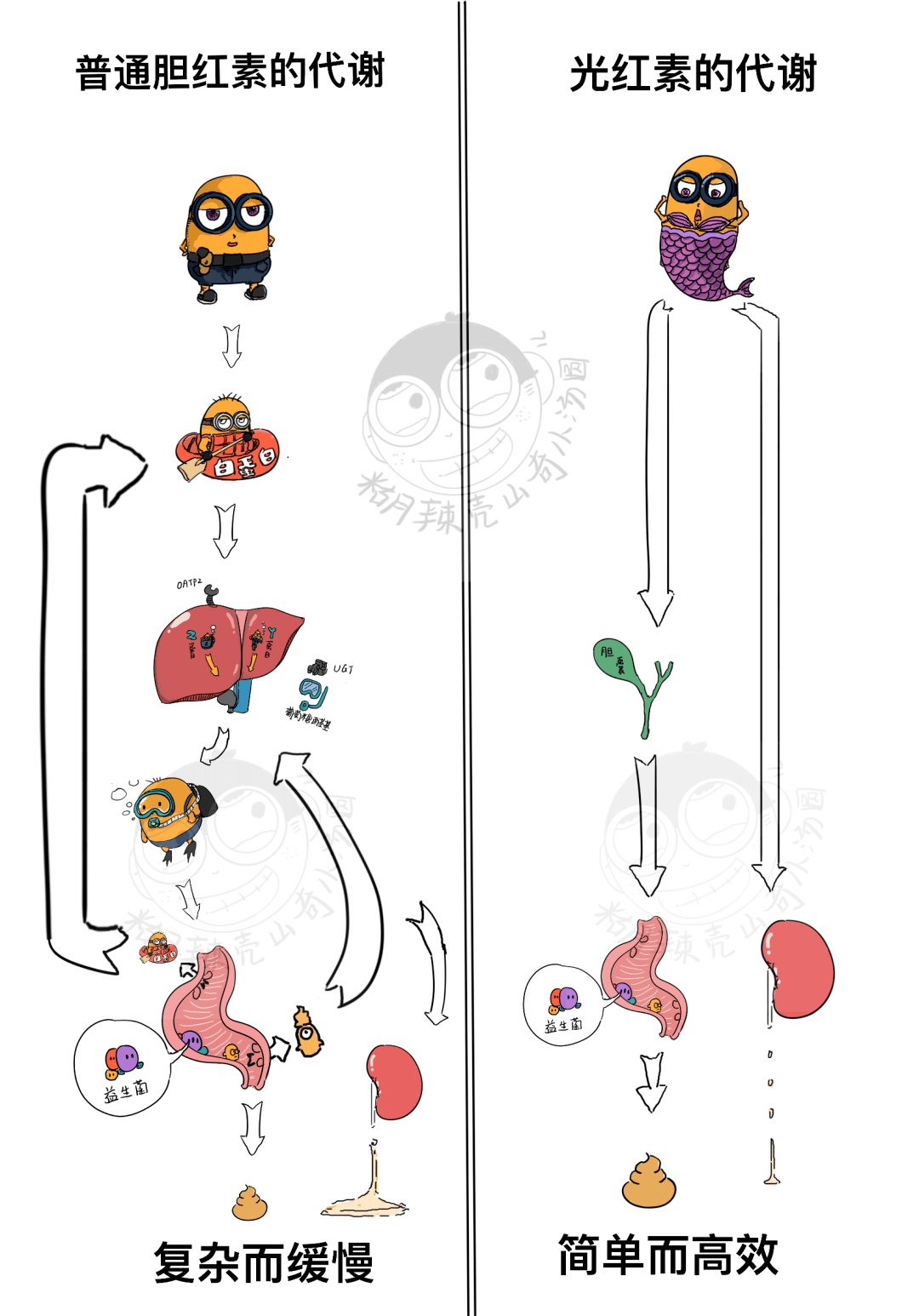 說明interview本漫畫根據膽紅素代謝過程改編,其中的膽紅素,肝細胞