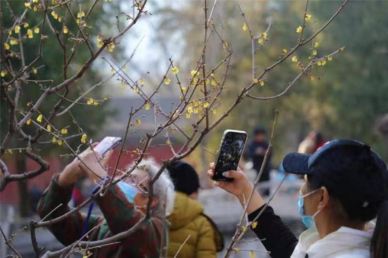 北京植物园卧佛寺蜡梅绽放！百株梅树花期可至3月中旬