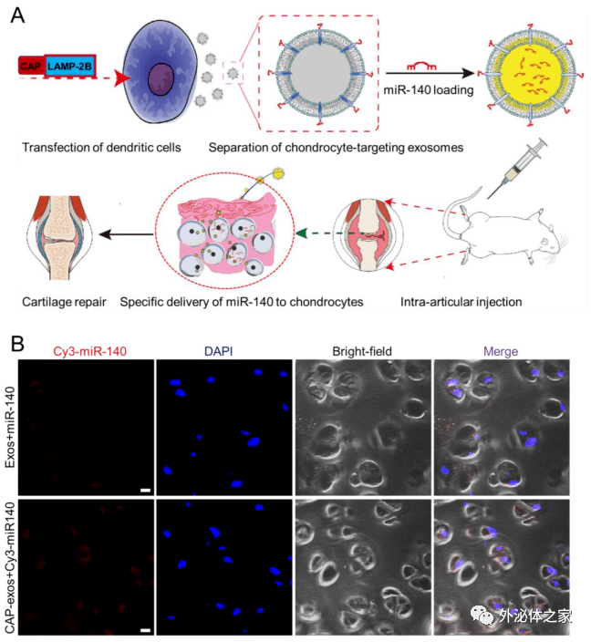 theranostics 工程化外泌体用于药物靶向递送