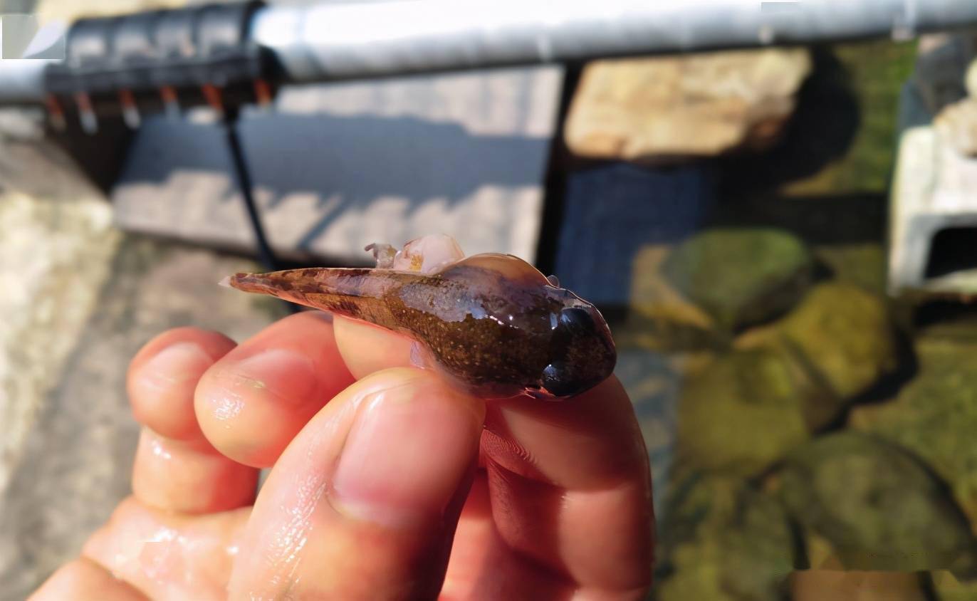 安徽棘胸蛙山泉流水养殖技术