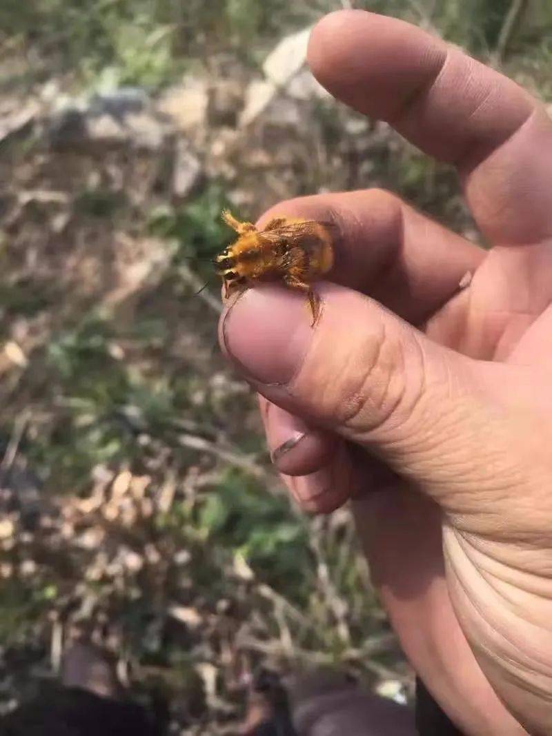 临武田野的这种无剌蜜蜂谁认识