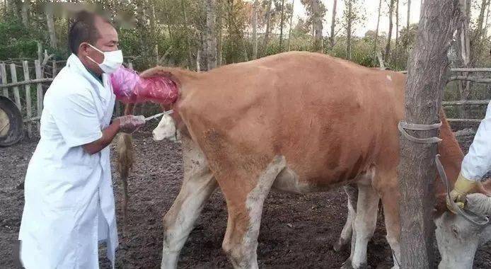 判断母牛是否怀孕,简单易操作!