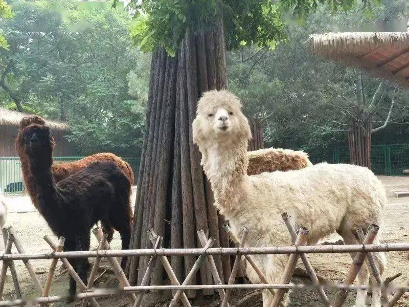 五龍山限時88元一票遊玩野生動物王國遊樂園多個項目刺激新穎