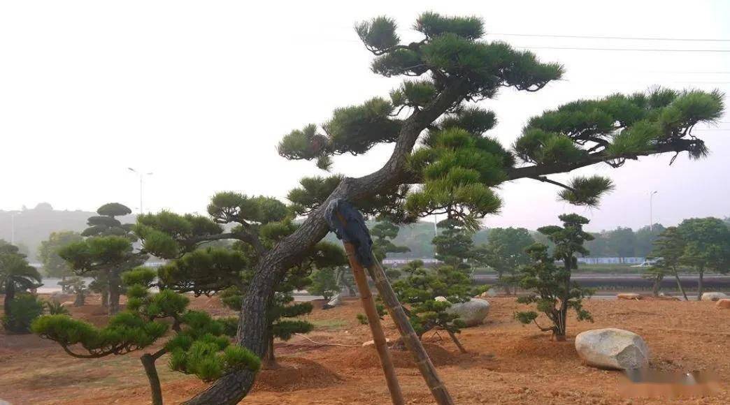 四招教你分清黑松和油松