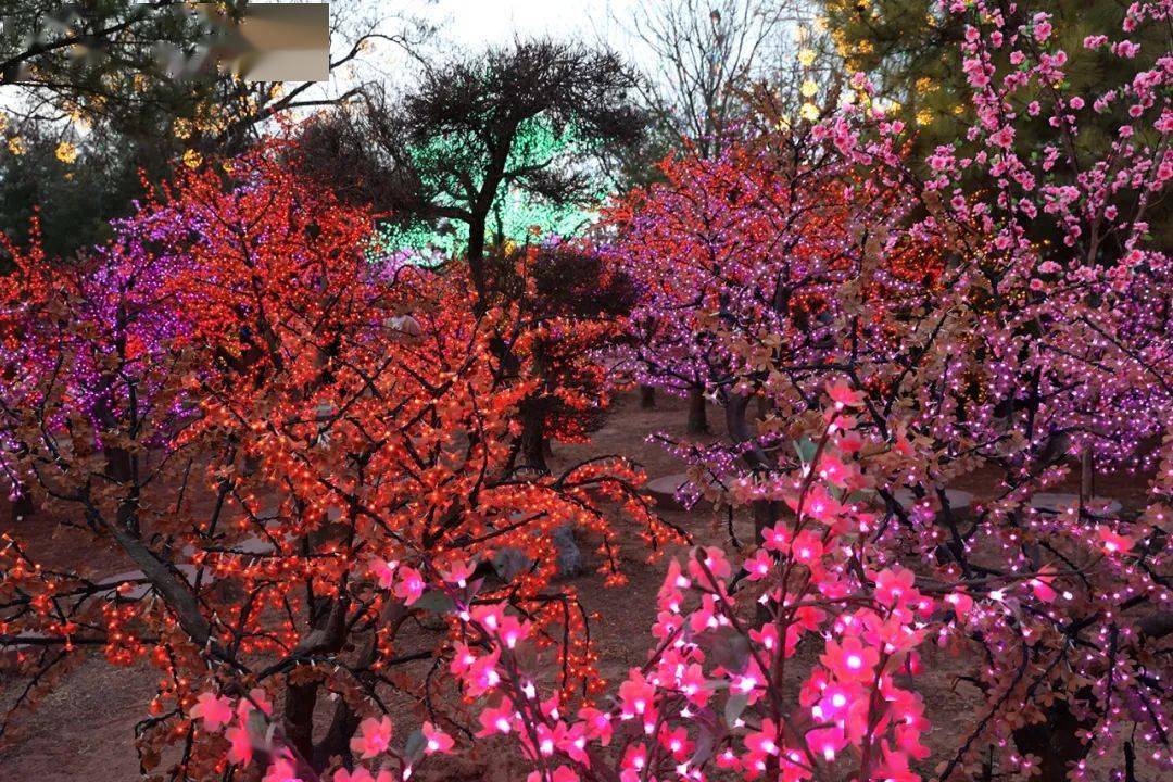 东风夜放花千树大开封美美美