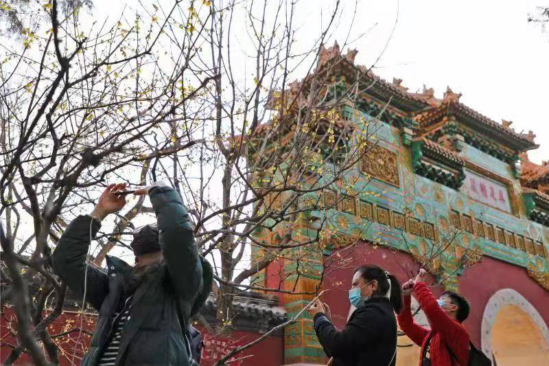 北京植物园卧佛寺蜡梅绽放！百株梅树花期可至3月中旬