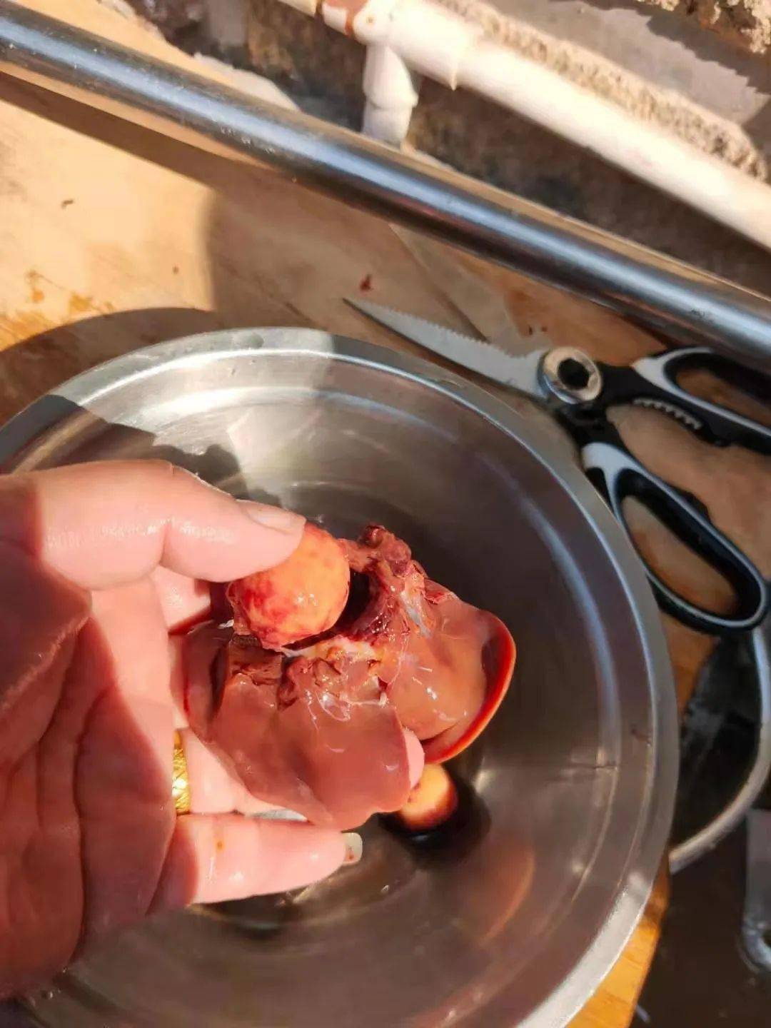 台商区公鸡内脏里发现两颗小皮球有谁知道这是什么吗