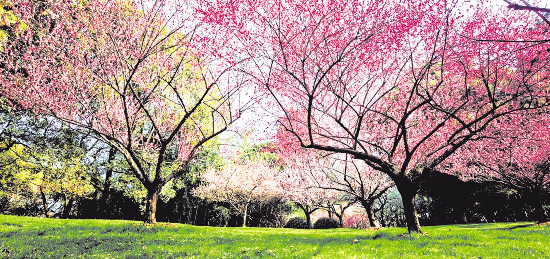 武汉东湖公园花团锦簇