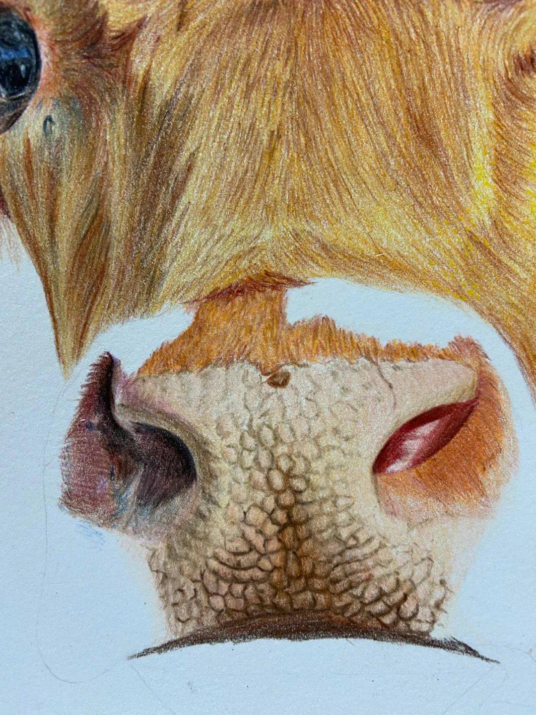 十二生肖彩铅画图文教程 | 牛