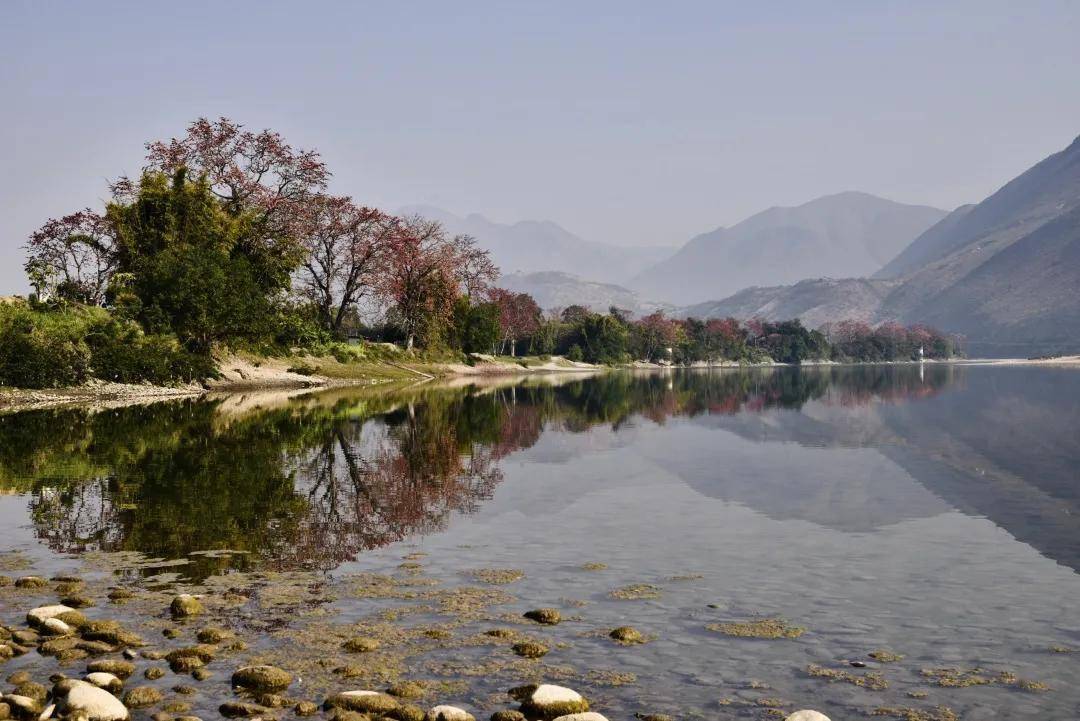 江水碧绿木棉盛放璐江坝开启春天模式