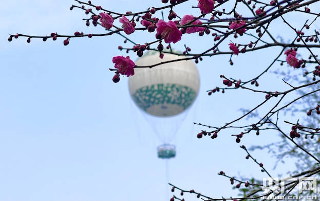 满园春色“且留下” 杭州西湖西溪探梅节举行