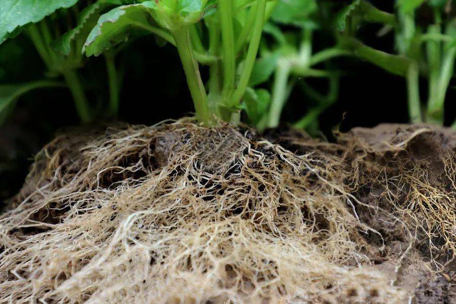 微生物菌剂是如何生根护根的