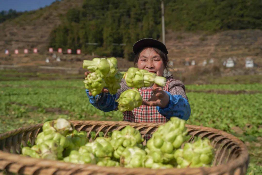 新春走基层茅天镇500亩榨菜喜获丰收