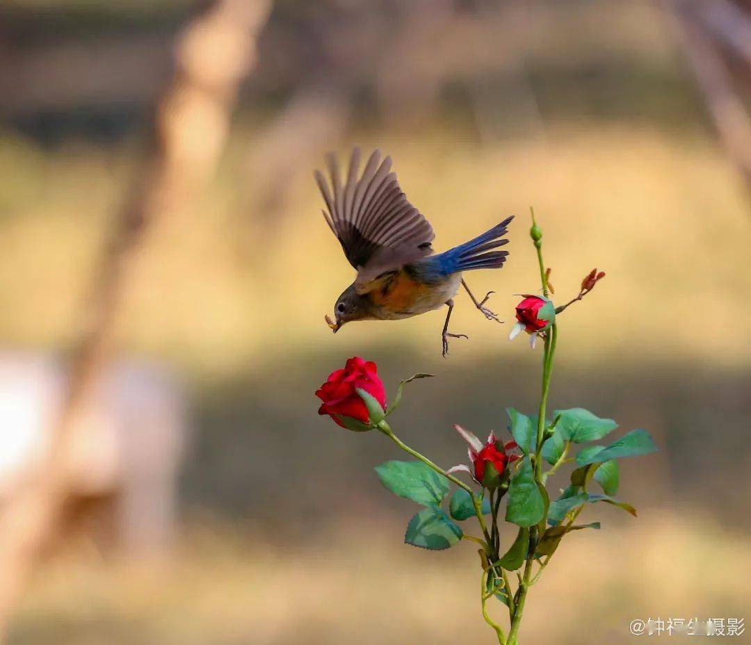 飞鸟与蓝天彩霞落岸边天上人间的美景济南都有了