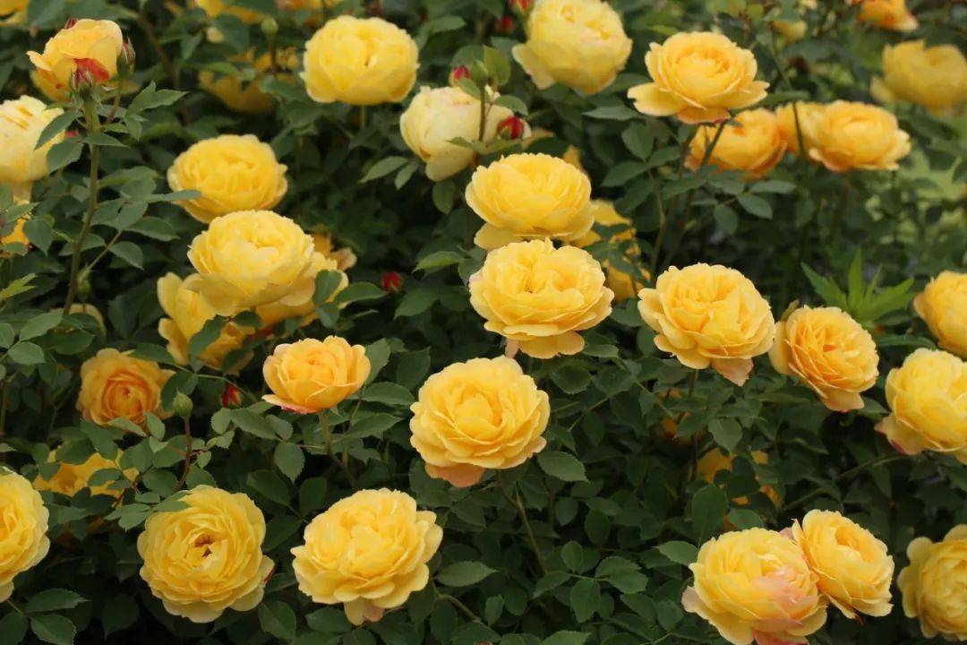 周末福利丨承包春日的姹紫嫣红绝美月季倾慕蔻丹紫雾凝霜打包送给你