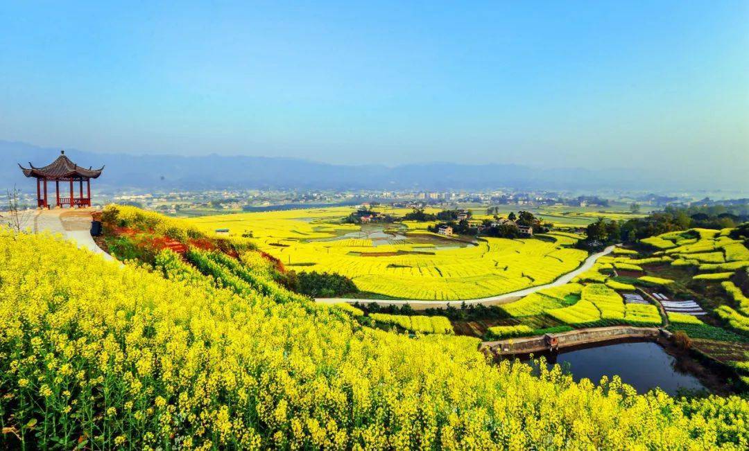 沙坪油菜花开了