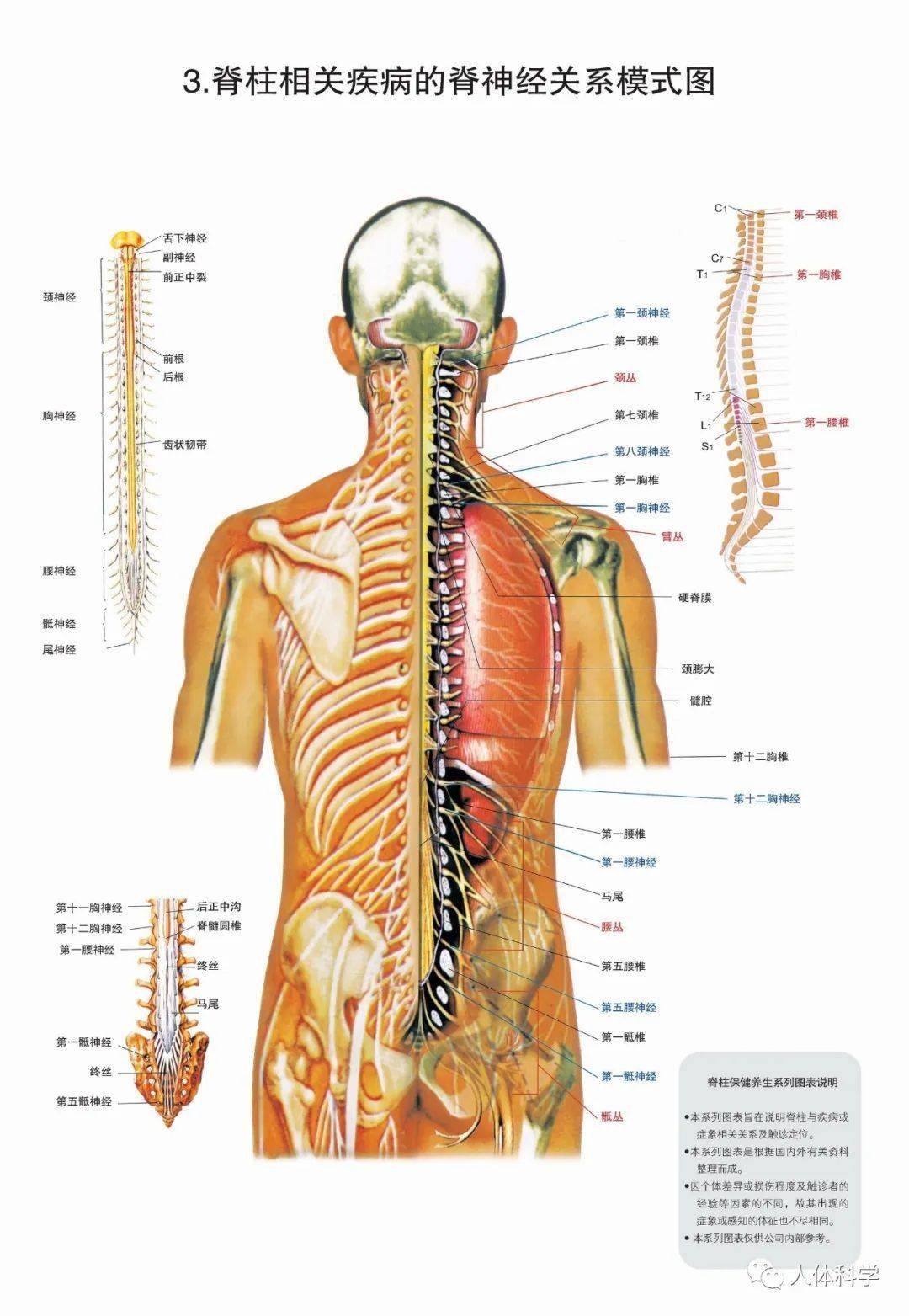 图谱人体脊柱各个节段分别对应人体的那些器官与功能