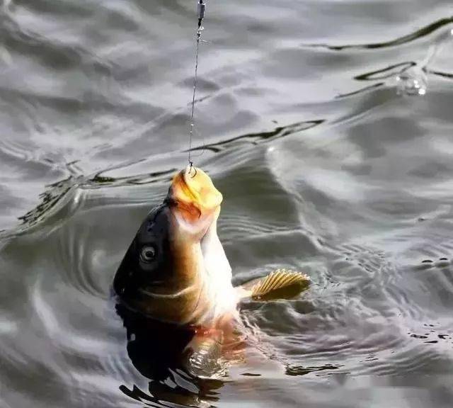 钓鲤鱼用这饵胜过用小药3分钟自动上钩大鱼根本停不下来