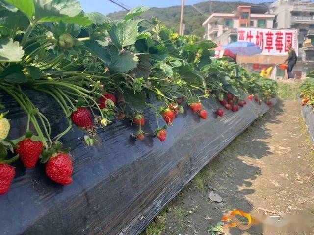 的草莓掩映在綠葉間放眼望去在太和鎮頭陂村的開心草莓園草莓近年來