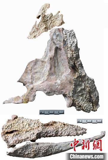 刘俊|中科院团队在内蒙古新发现约2.5亿年前爬行动物化石