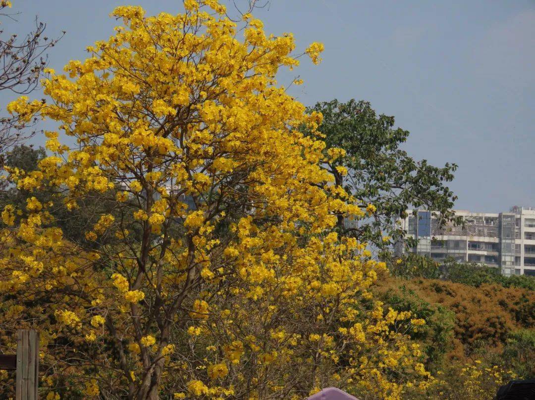 这黄黄粉粉,正是春天的颜色