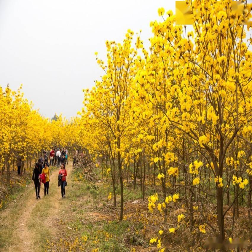 广西钦州黄花风铃木的组培快繁技术