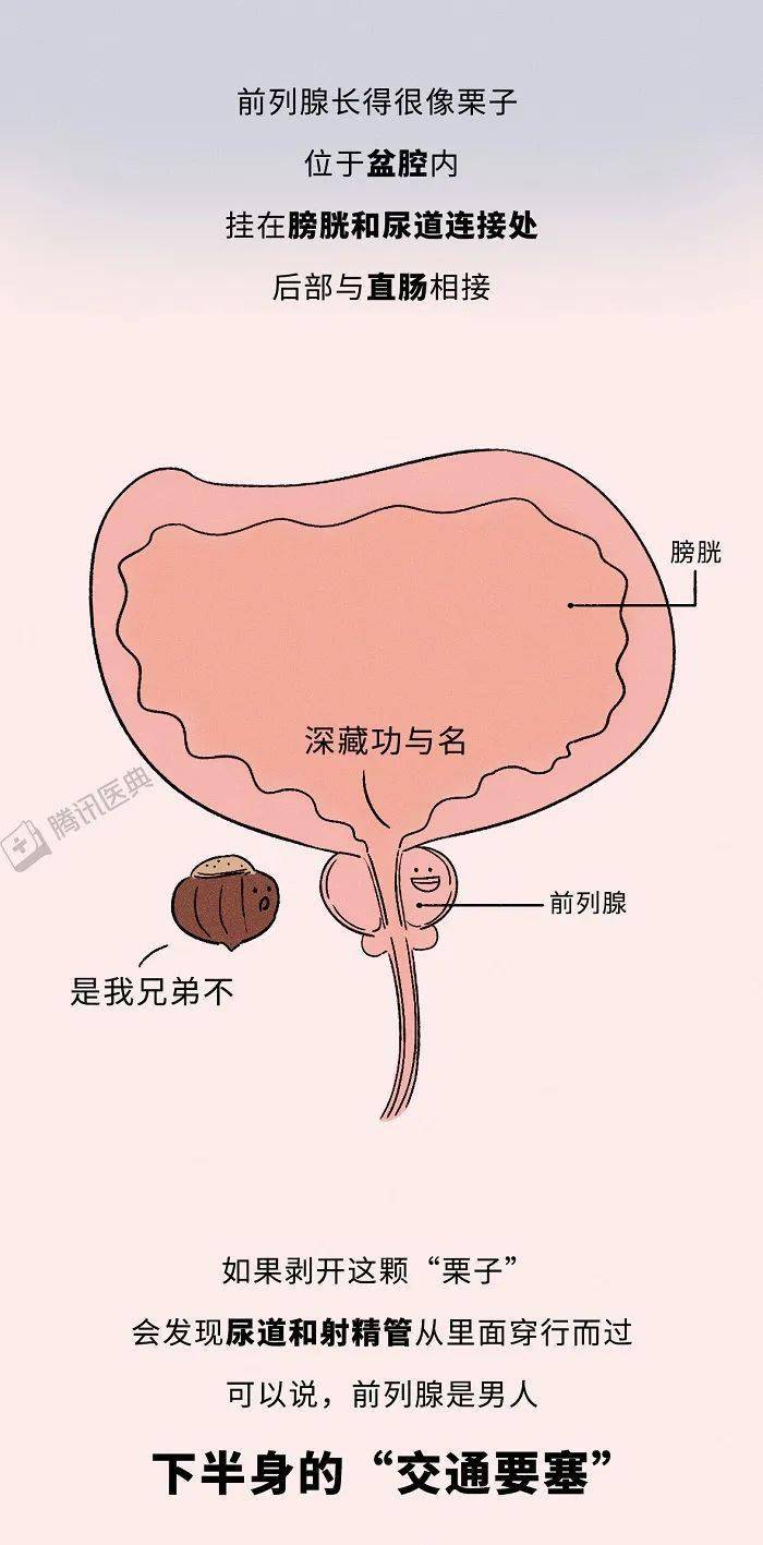 前列腺常見故障有:前列腺增生,前列腺鈣化和前列腺炎.