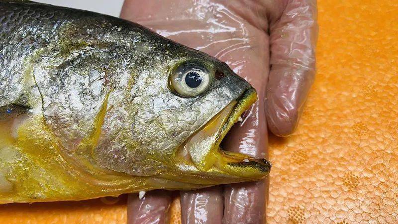 爱吃鱼的你有福了舟山大黄鱼从港口直达餐桌吃的就是鲜