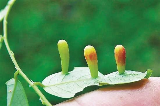 "虫瘿"是荤还是素?