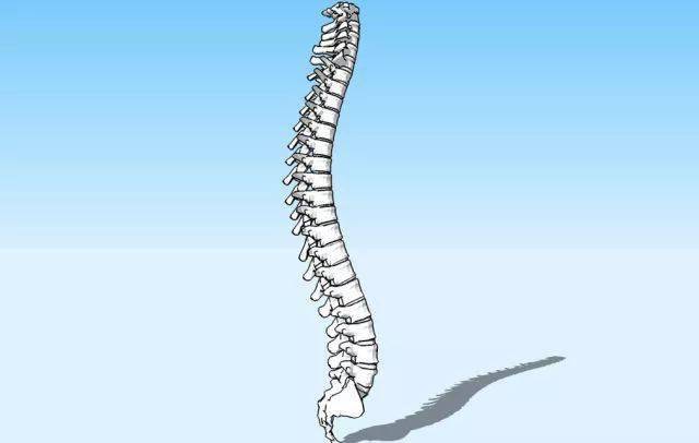 强直:我一定会强直吗?看看医生怎么说_脊柱