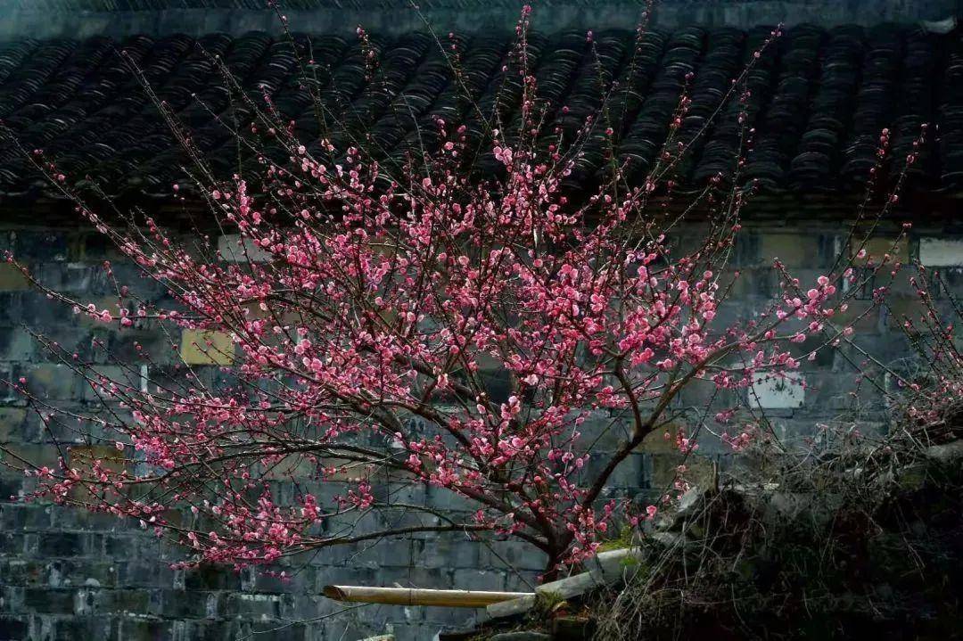 怦然心动！来三门这座“中国画里的村庄”，查收春日小“梅”好！