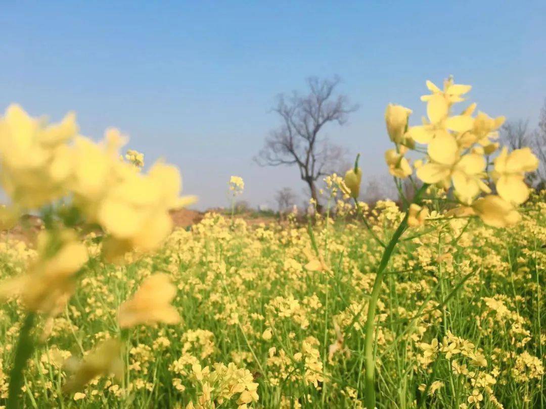 打卡桂林春天“明亮黄”！油菜花地图来了