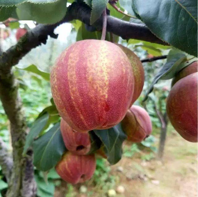 早酥紅梨根系發達,易成活,且抗寒耐凍,在冬天零下20度也凍不死,因此