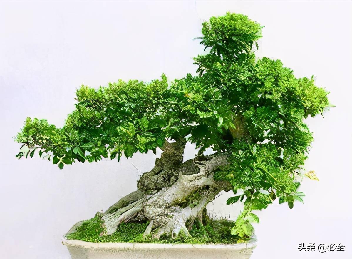 图文 盆景树种的扦插繁殖技术 进行