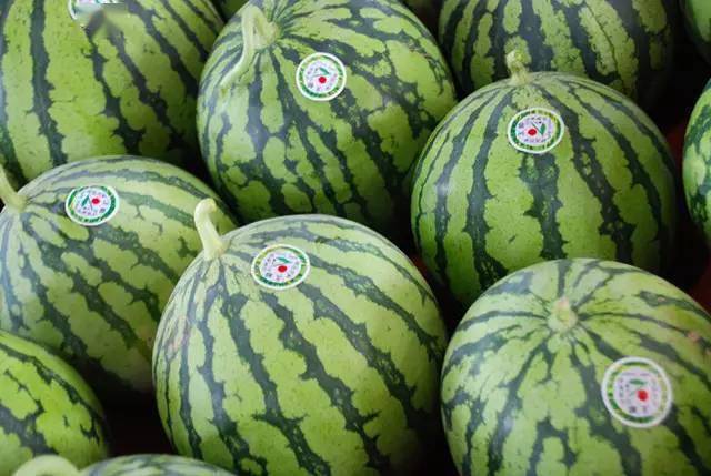 西瓜怎么育苗好 f882630f50614df9ac18c7178846c7c6.jpeg