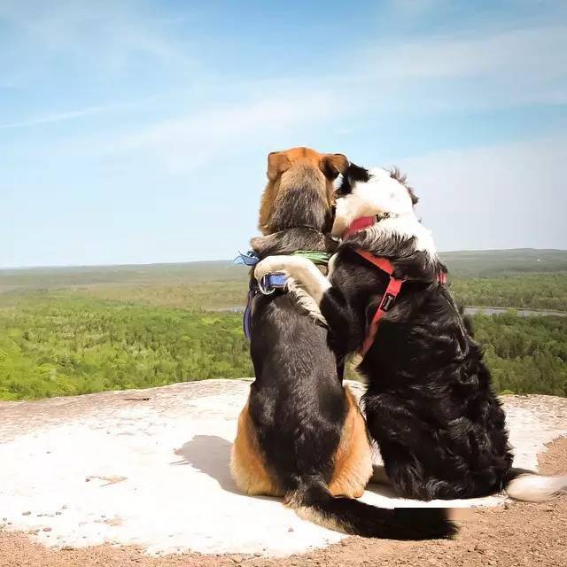 两只汪非常亲密,各种黏在一起聪明的边牧lottie跟主人一起玩耍训练一