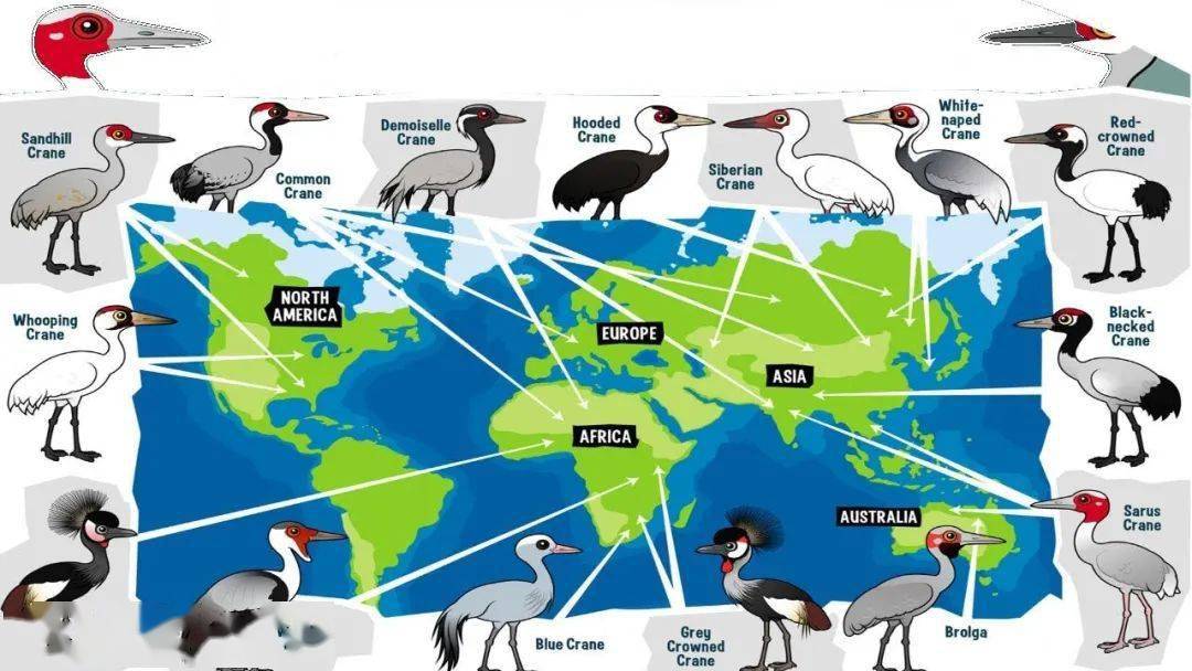 全球候鸟迁徙路线图片