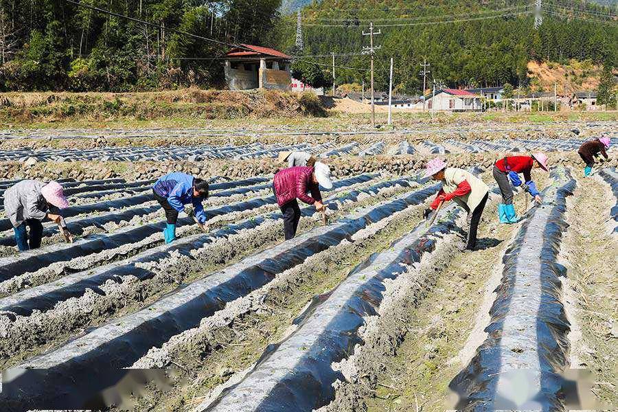 抢农时福建武夷山下春播春种忙