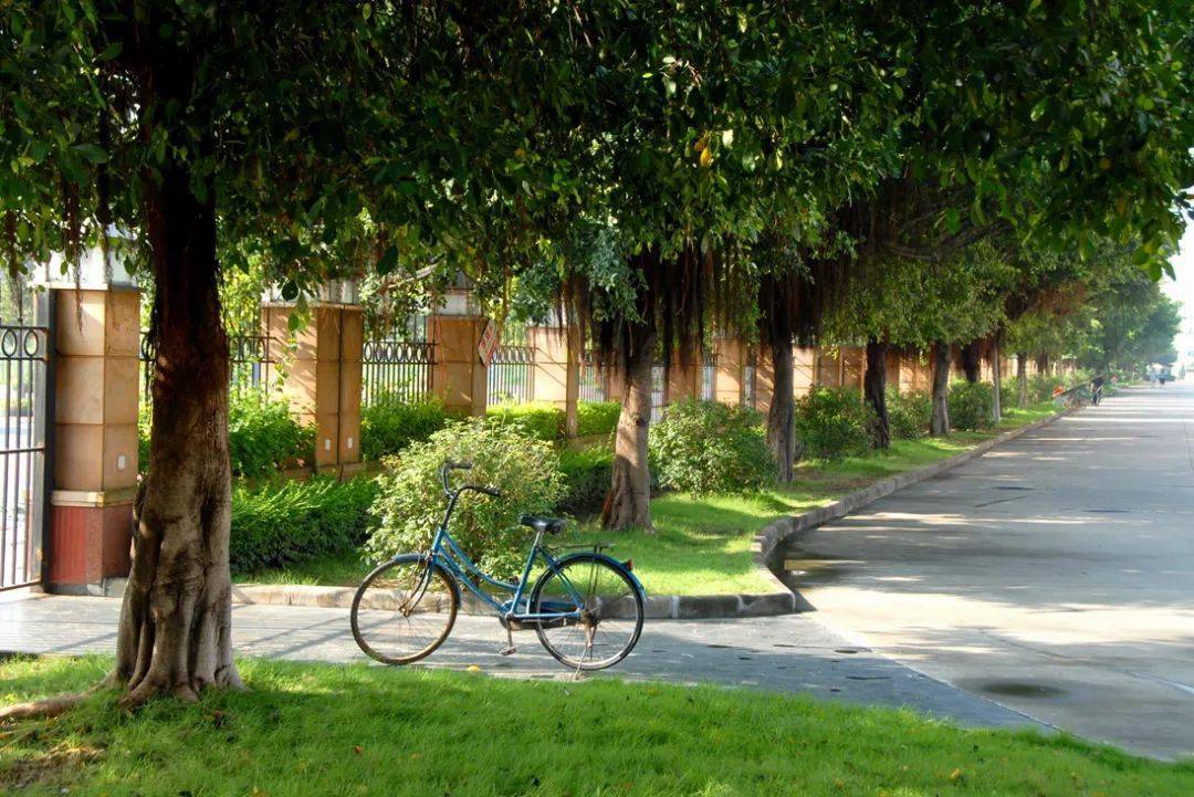 天鹅湖畔的大榕树,四季青葱的林荫道,从教学楼五楼看夕阳的金黄余晖从