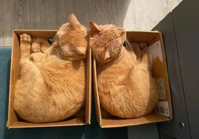 十个橘猫九个胖这话一点没错.  返回搜