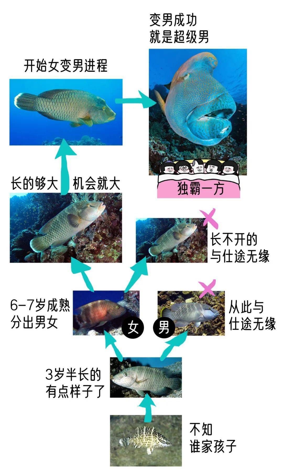 玻利维亚凤凰鱼分雌雄图片