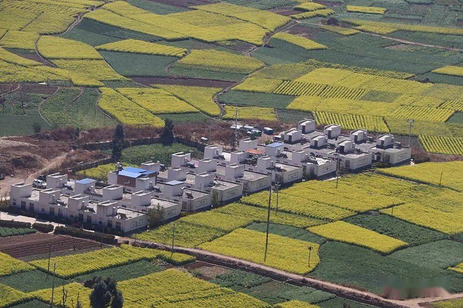 米甸镇:油菜花开春意浓