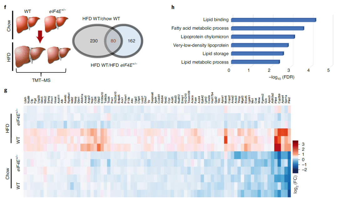 脂肪含量排名_各种肉类的脂肪含量图(3)