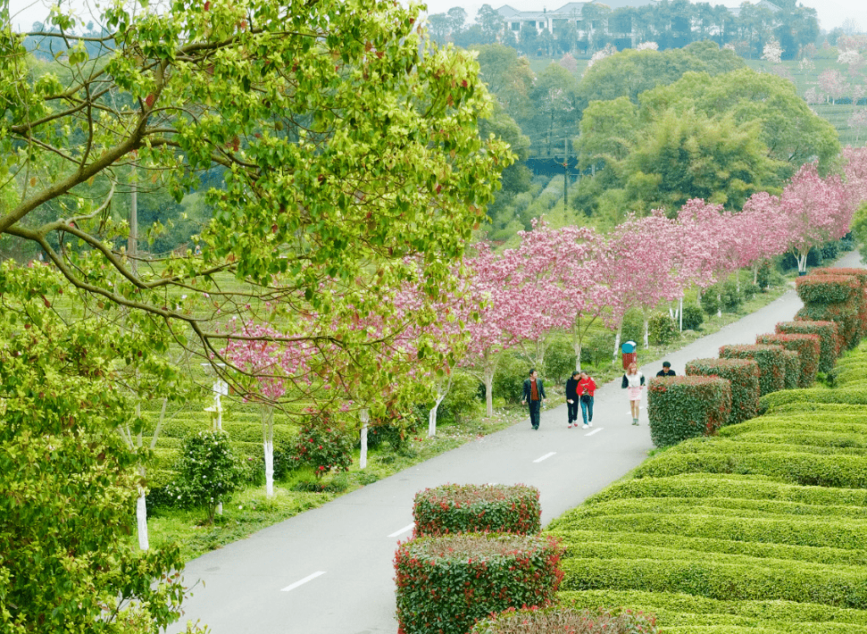 南昌周边踏青图片