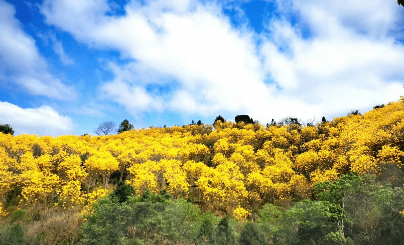 2021春,曾登央視的從化黃花風鈴又來刷屏了_呂田鎮