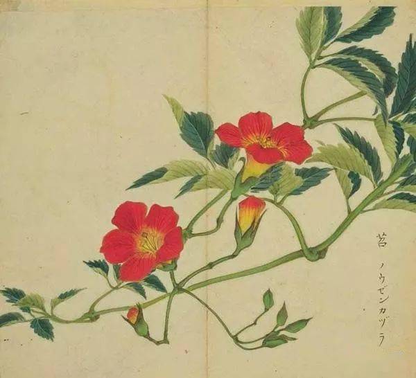 正月十三博大精深谈谈中国文化和植物 诗经