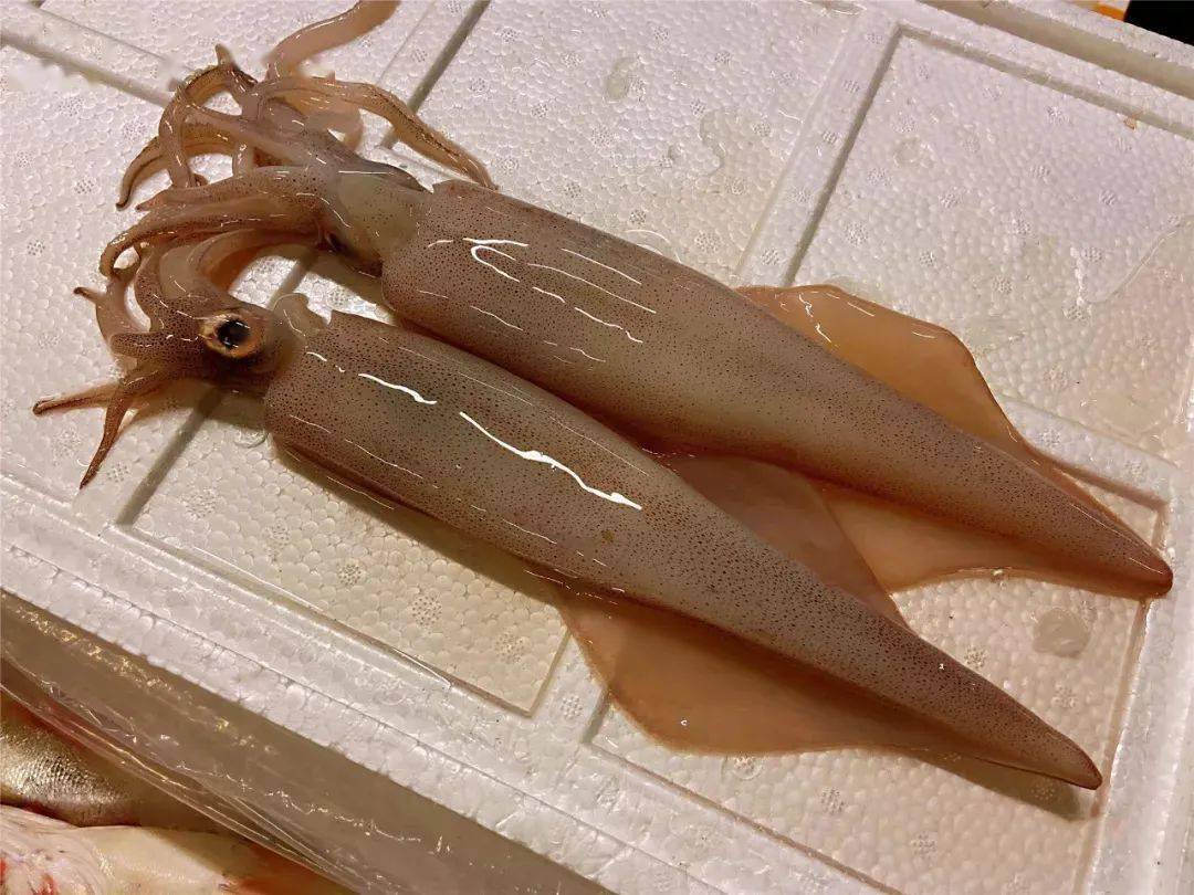 常见的鱿鱼,还包括太平洋褶柔鱼,阿根廷滑柔鱼,茎柔鱼等.