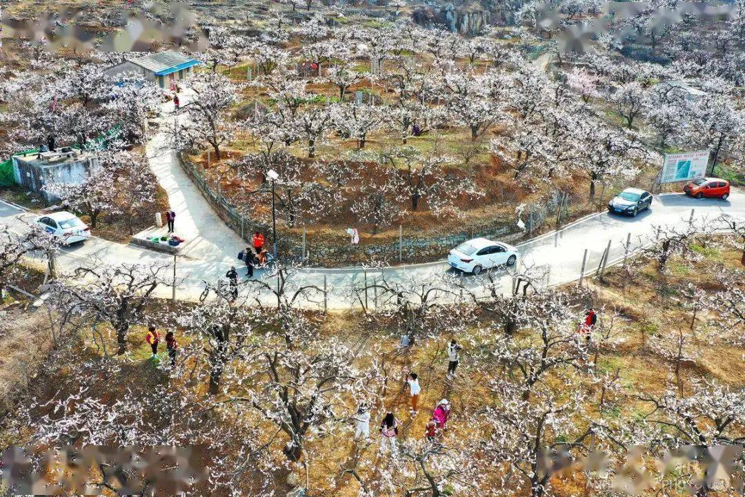 当花儿在古柏园中绽放浸染花香的黄里风景区也开始穿上新装展示着最美